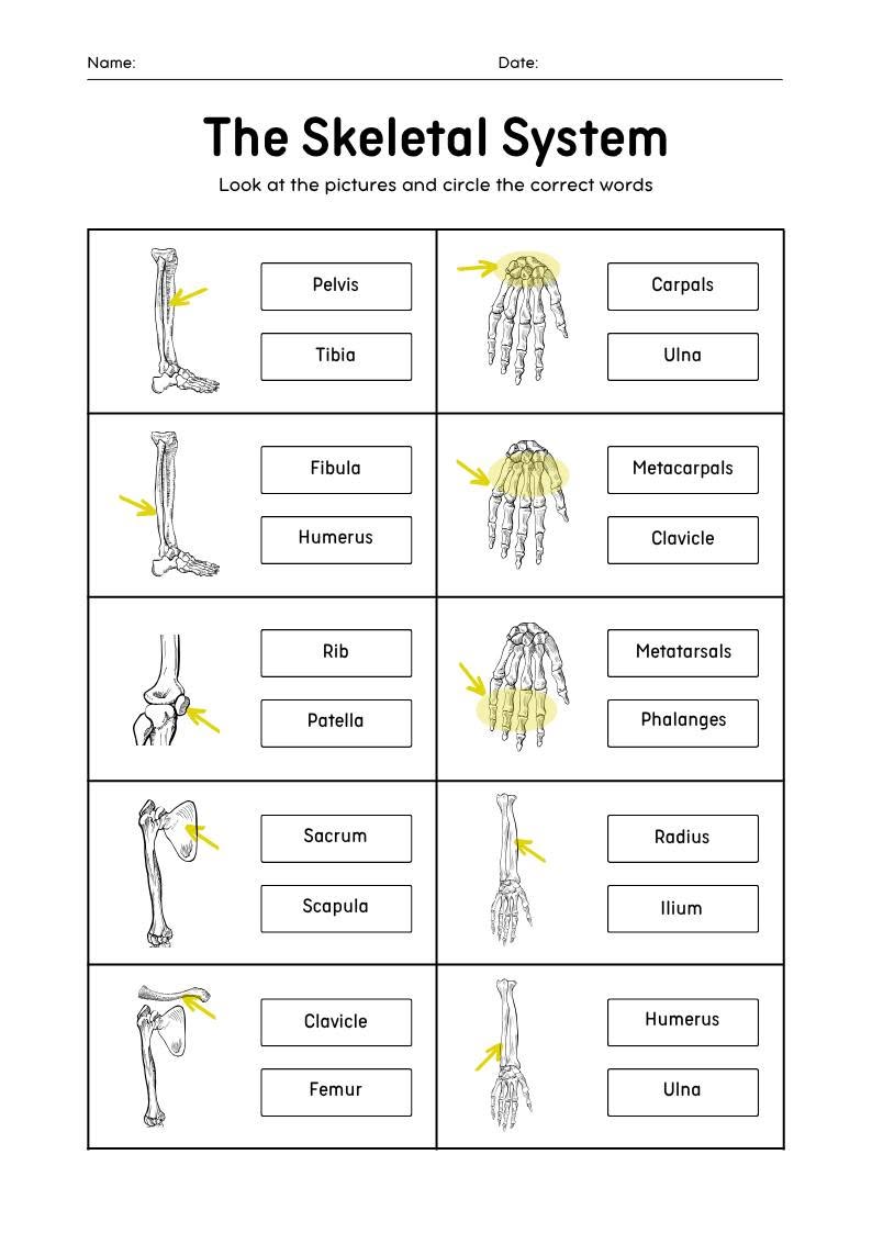 The Skeletal System — Oasele în engleză — prima pagină